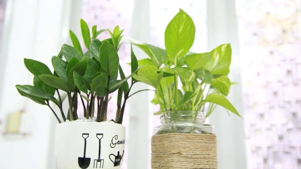 houseplant company branding