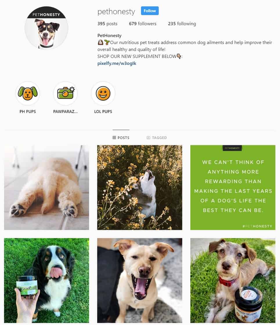 Branding for Pet Products The Ultimate Guide Aventive Studio