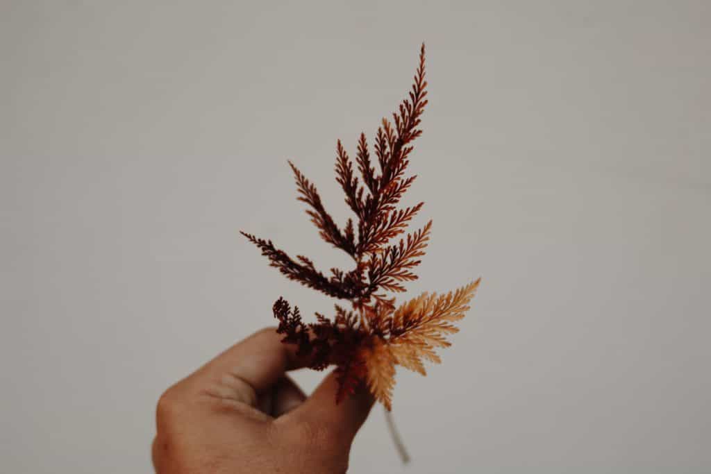 hand holding a dried brown leaf