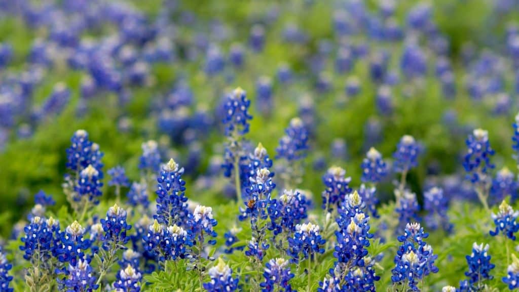 field of texas bluebonnets