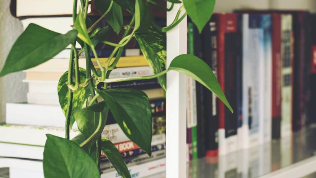 bookshelf of books and a plant